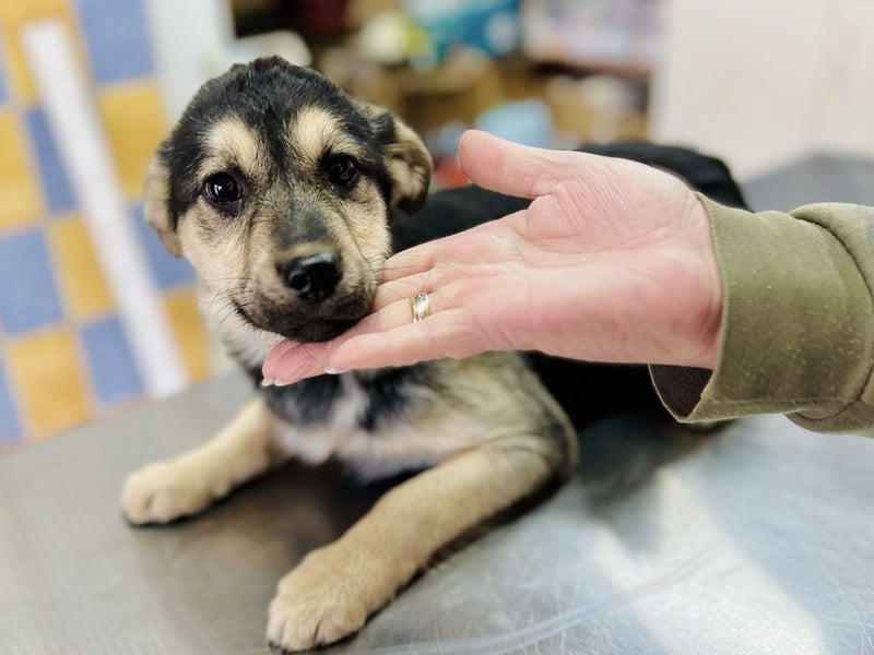 Venus - junge Mischlingshündin sucht liebevolles Zuhause