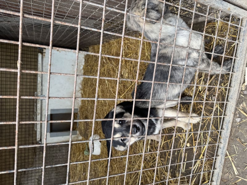 Venus - junge Mischlingshündin sucht liebevolles Zuhause