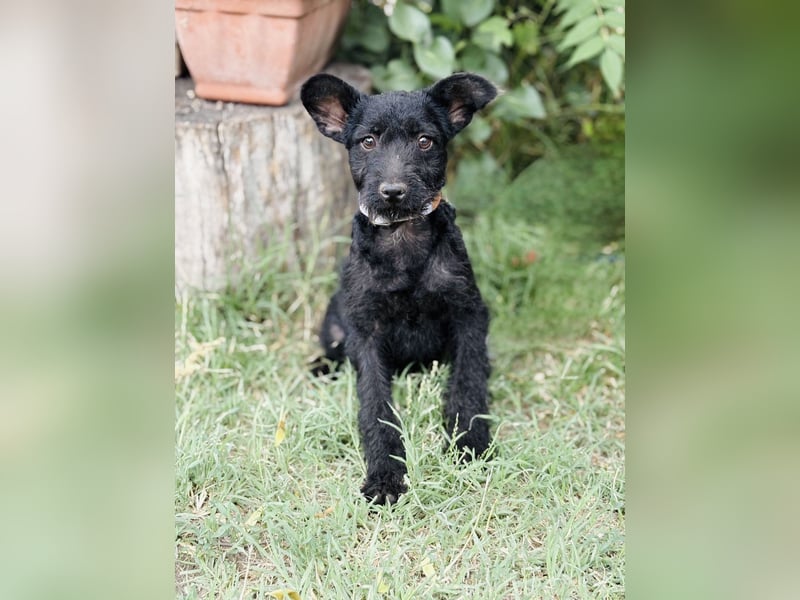 Itala - Zuckersüßes Hundemädchen sucht ihre Menschen!