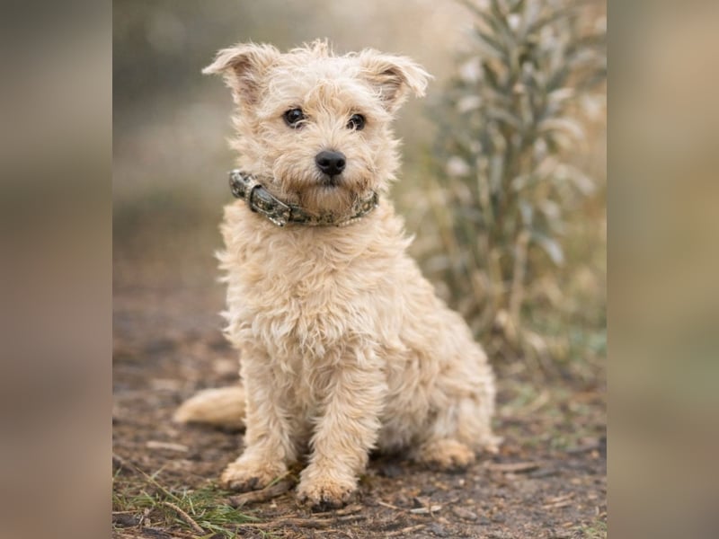 Walley -Bezaubernder Welpe auf der Suche nach seiner Familie!