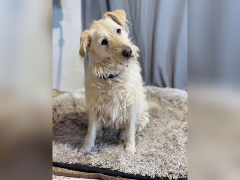 Andon - liebevolle Seele auf der Suche nach seinen Menschen!