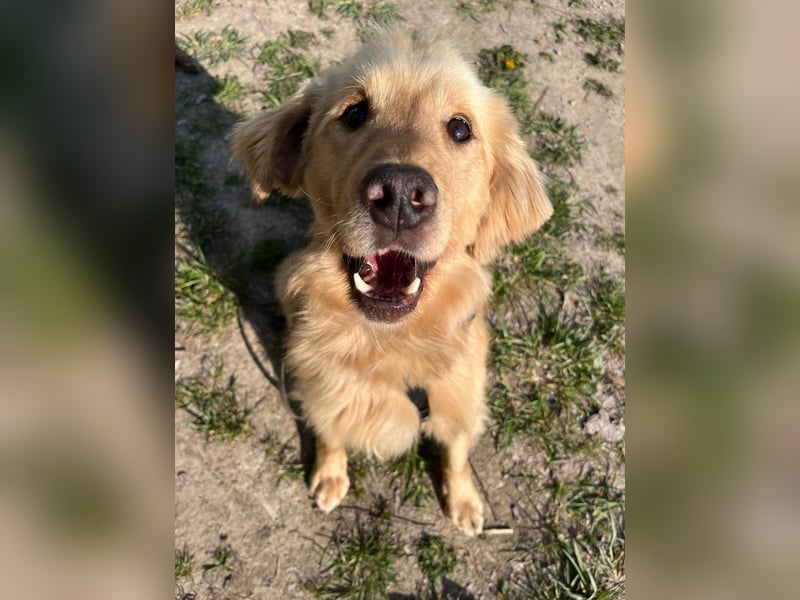 Chopper - selbstbewusster Goldie-Mix sucht seine Familie *in 86685 Huisheim*