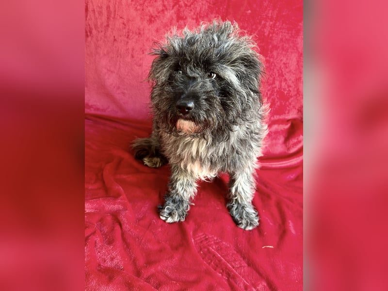 Cody - Sensibler Rüde sucht einfühlsames Zuhause  *bald in 71711 Murr*