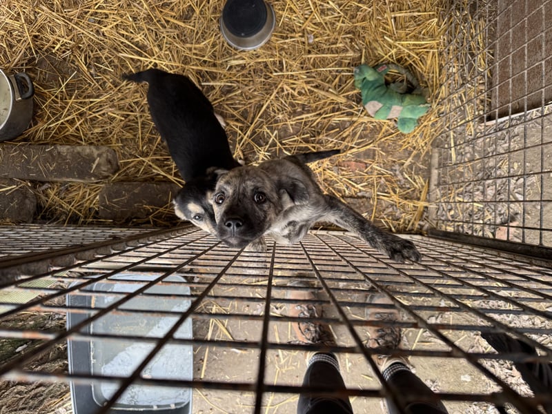 Villi - Junger Mischlingsrüde sucht seine Familie