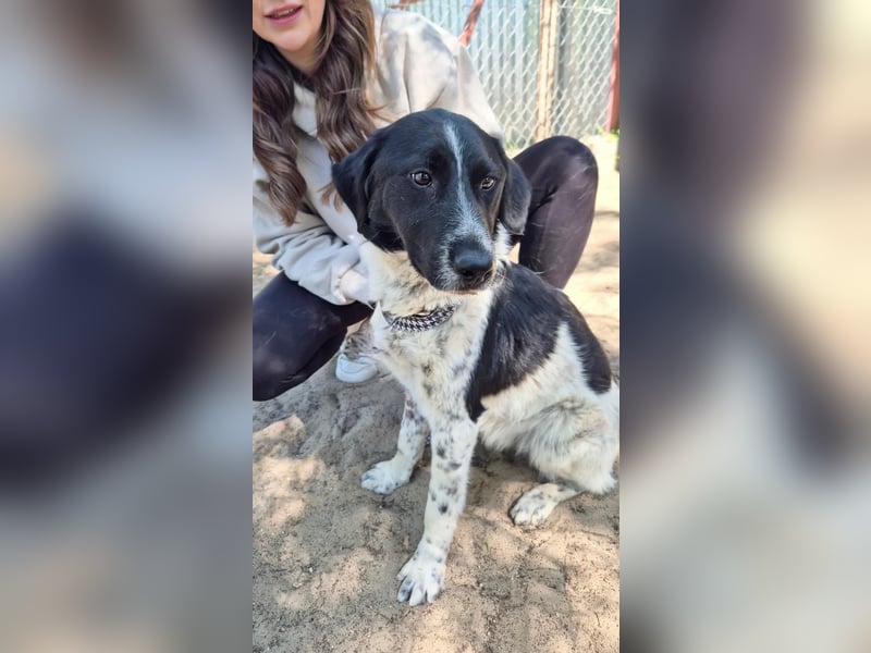 Gustav (Gaston) Aktiver Herzenshund sucht seine Menschen fürs Leben!
