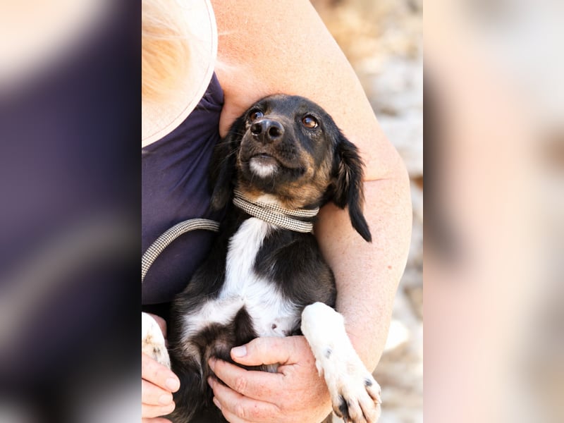 Hazel - Sanftes Welpenmädchen sucht ihr Für-immer-Zuhause