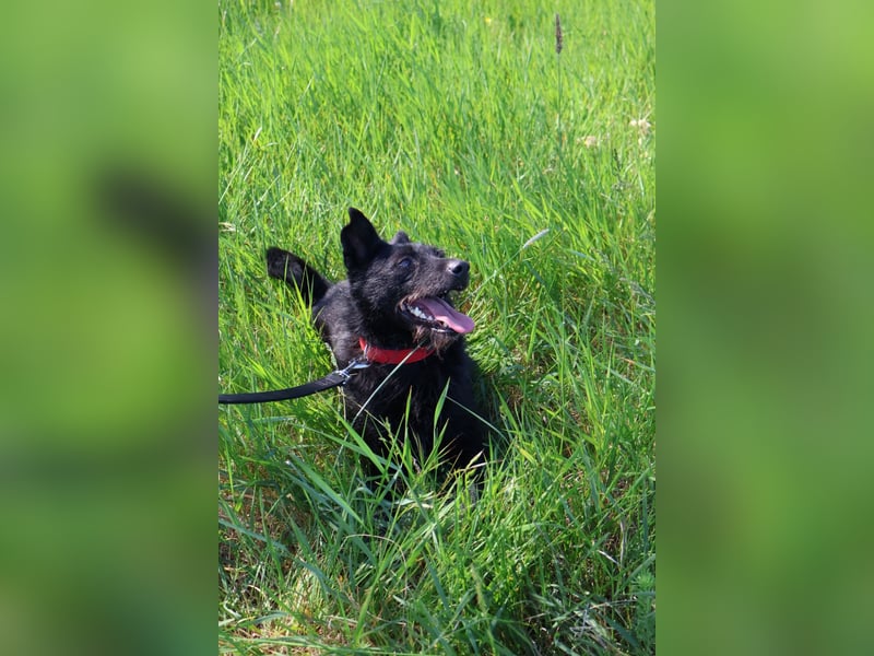 Stella - Liebevolle Hündin möchte endlich ankommen