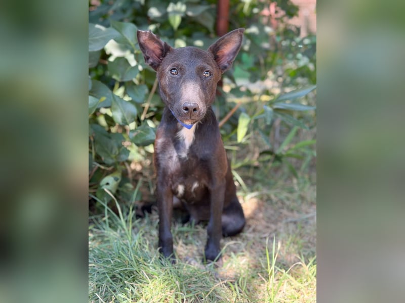 Laska Fröhlicher kleiner Entdecker sucht seine Familie!