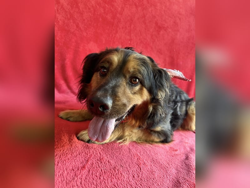 Zapote - Großer Schmusebär auf der Suche nach seinem Happy EndGroßer Schmusebär auf der Suche nach s