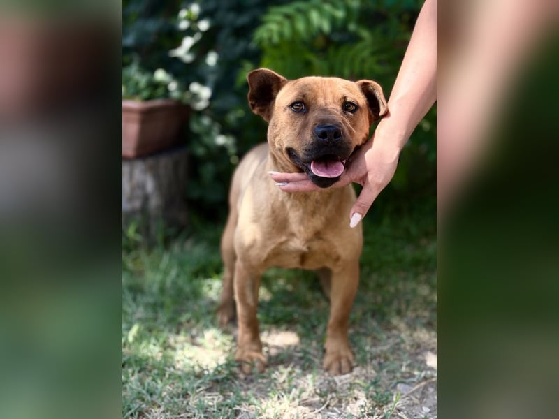 Bandi - Fröhlicher Herzenshund sucht sein Für-immer-Zuhause