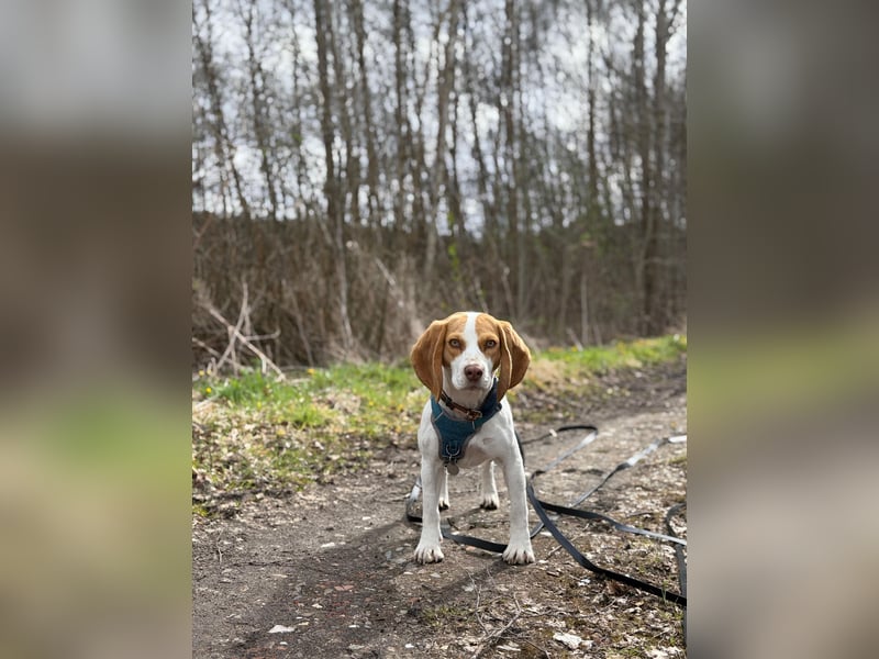 Pippa - Kleine Beagle-Mix Hündin sucht ein Zuhause