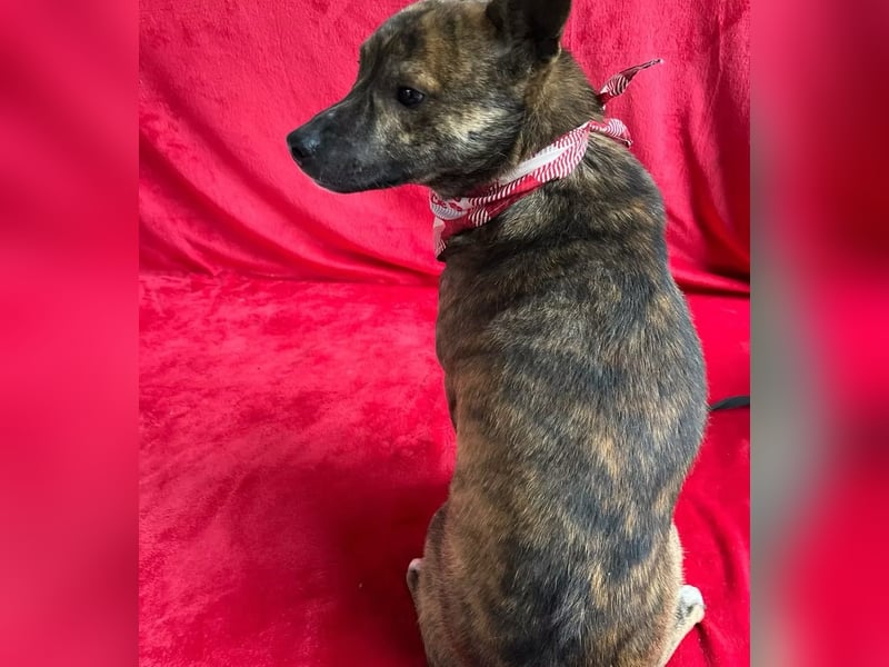 Ryzen - Zurückhaltender Herzenshund bereit für sein neues Leben