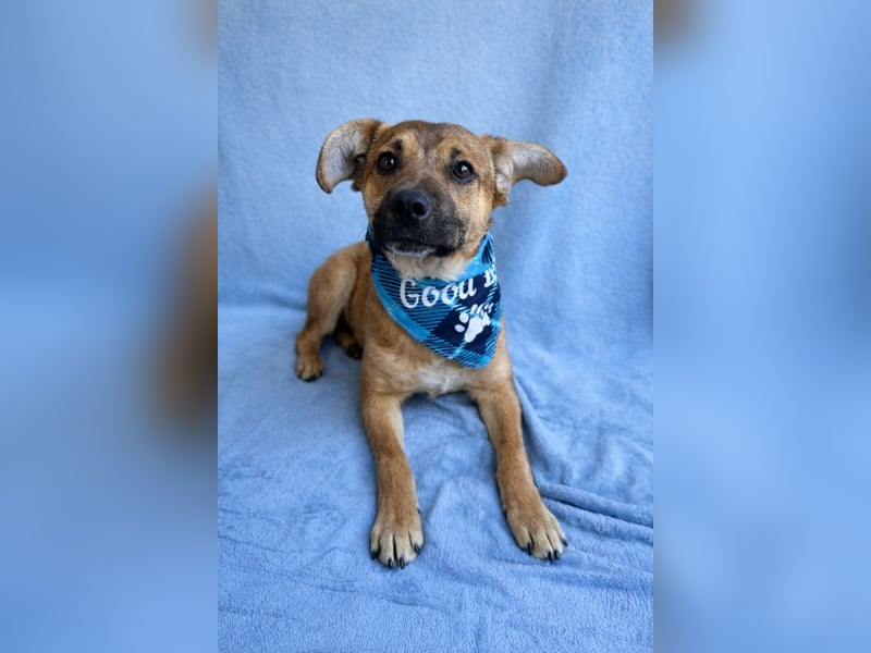 Jeremy - Lebensfroher Sonnenschein auf vier Pfoten sucht sein Zuhause