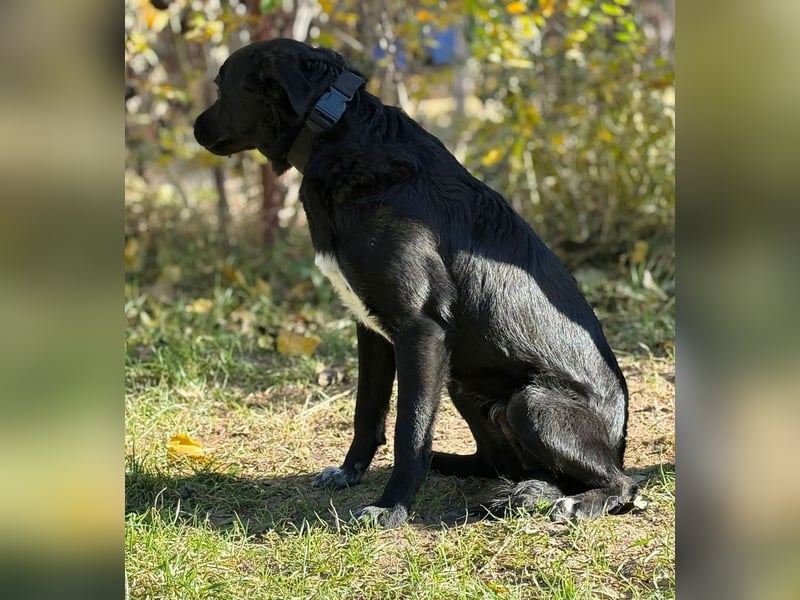 Ole -Sensibler Rüde auf der Suche nach seinem Für-Immer