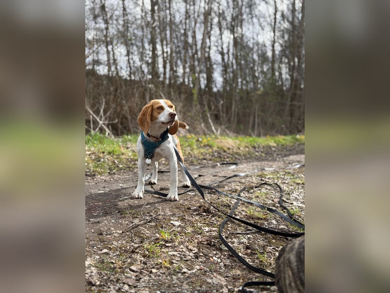 Pippa - Kleine Beagle-Mix Hündin sucht ein Zuhause