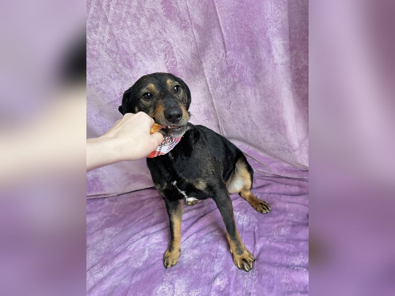 Kurby - Lebensfroher Rüde sucht aktive Menschen!