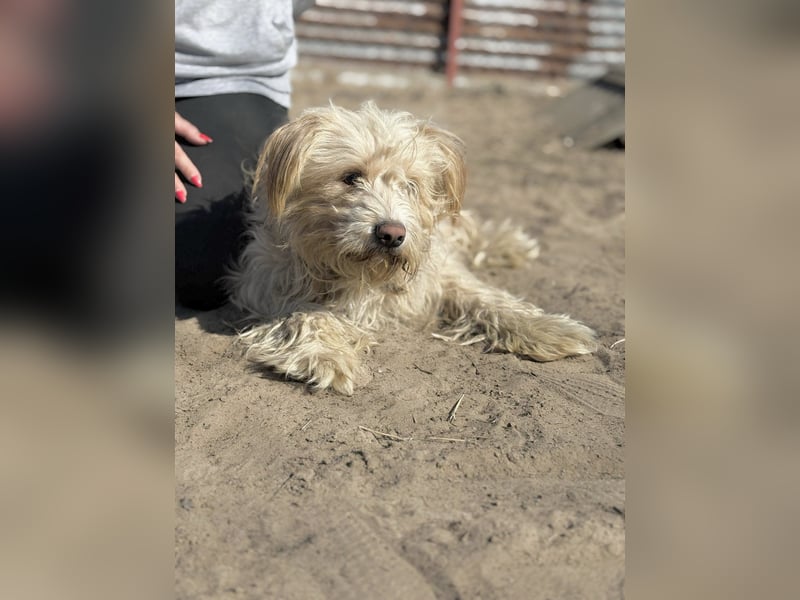 Floki - Zweier-Hunde-WG sucht liebevolle Familie!