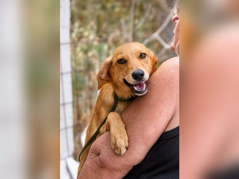 Ayla - Lebesnfrohes Hundemädchen sucht ihr Für-immer-Körbchen