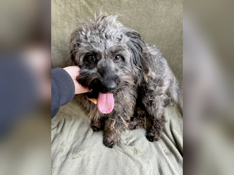 Ella - Sensible Hündin sucht einfühlsames Zuhause