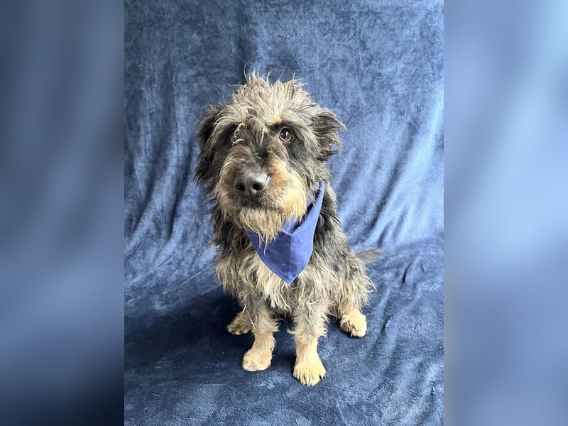 Benji- Freundlicher, ruhiger Rüde - rundum verträglich