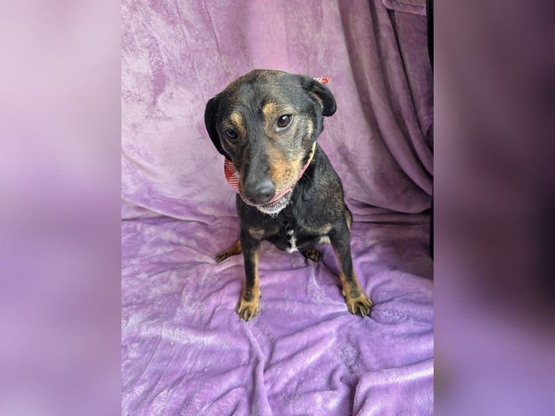 Kurby - Lebensfroher Rüde sucht aktive Menschen!