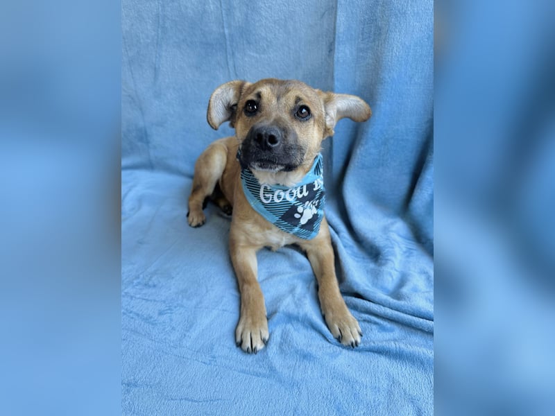 Jeremy - Lebensfroher Sonnenschein auf vier Pfoten sucht sein Zuhause