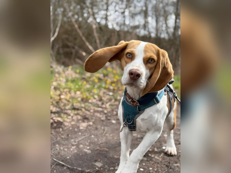 Pippa - Kleine Beagle-Mix Hündin sucht ein Zuhause