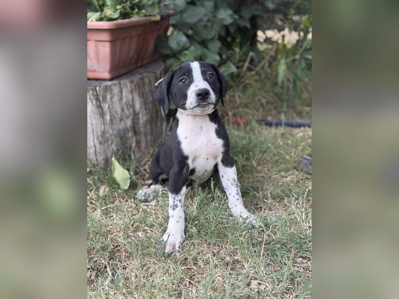 Onyx Fröhlicher kleiner Welpe sucht sein Für-Immer-Zuhause!