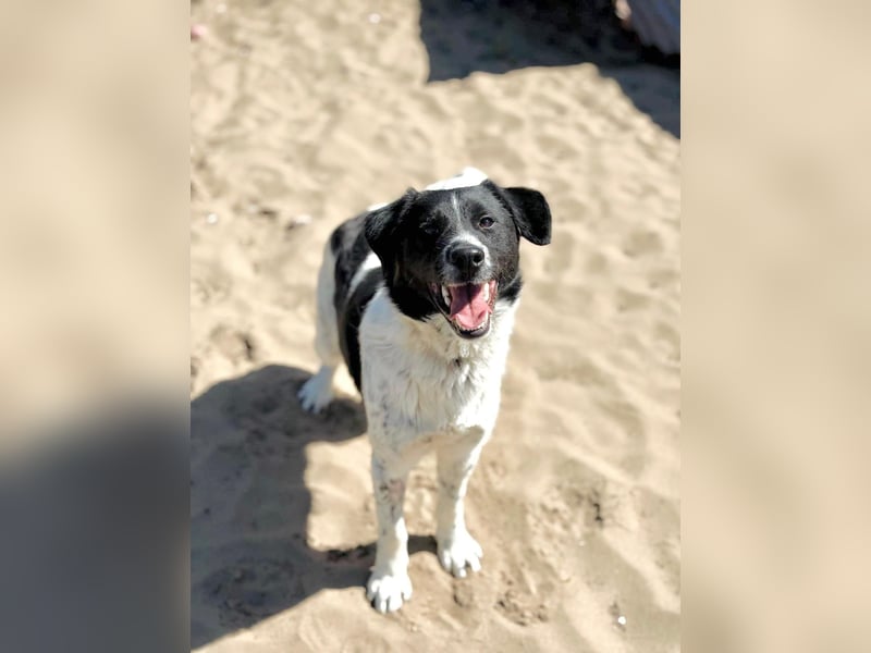 Gustav (Gaston) Aktiver Herzenshund sucht seine Menschen fürs Leben!