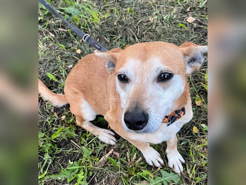 Szotti -Sanfter Rüde auf der Suche nach seinen Menschen