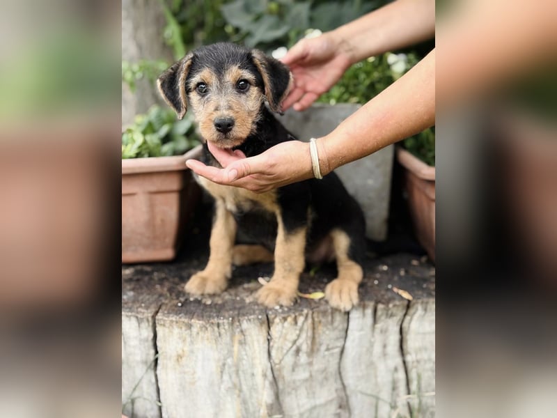 Irma - Bezauberndes Hundemädchen sucht ihr Zuhause!