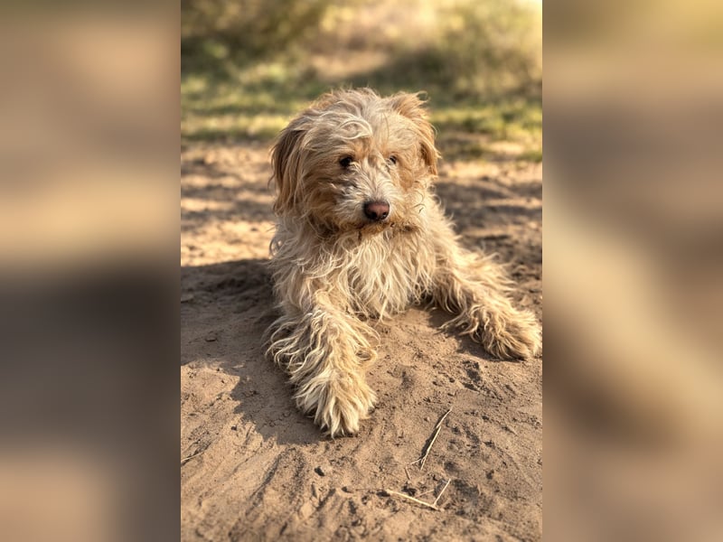 Floki - Zweier-Hunde-WG sucht liebevolle Familie!