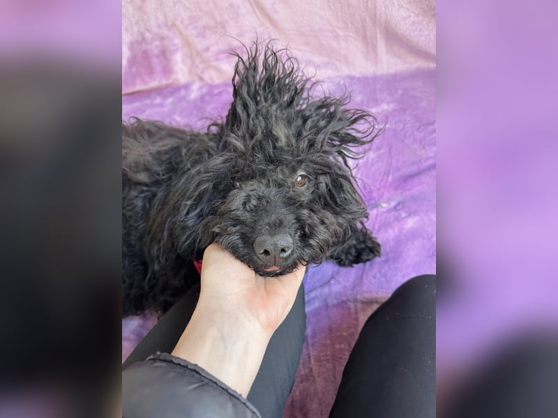 Valerie - Bezaubernde kleine Seele auf der Suche nach Geborgenheit!