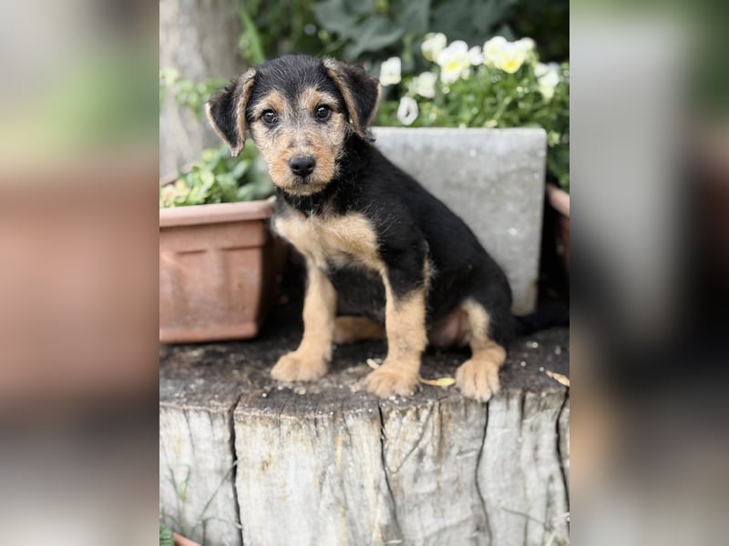 Irma - Bezauberndes Hundemädchen sucht ihr Zuhause!