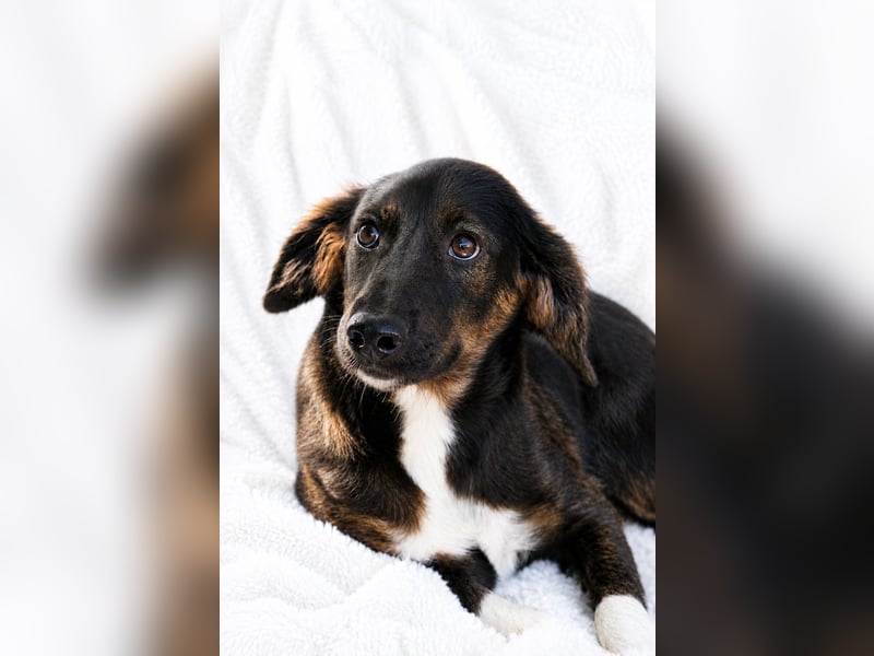 Hazel - Sanftes Welpenmädchen sucht ihr Für-immer-Zuhause
