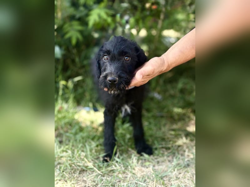 Bonetta - Sanfte Maus sucht Menschen mit Herz