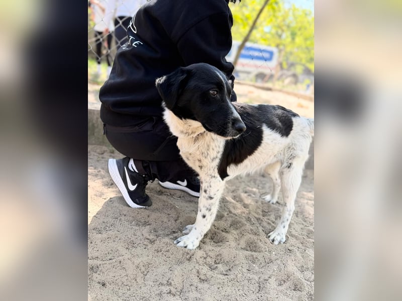 Gustav (Gaston) Aktiver Herzenshund sucht seine Menschen fürs Leben!