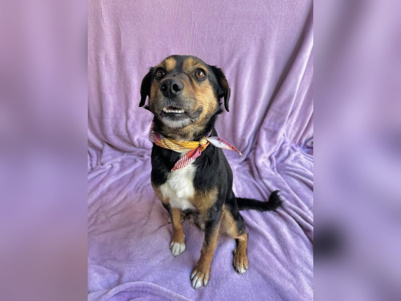 Gareth - Treuer Herzenshund sucht sein Für-immer-Zuhause *bald in 71711 Murr*