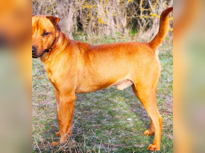 Zerind -Sensibler, freundlicher Rüde sucht seine Menschen!