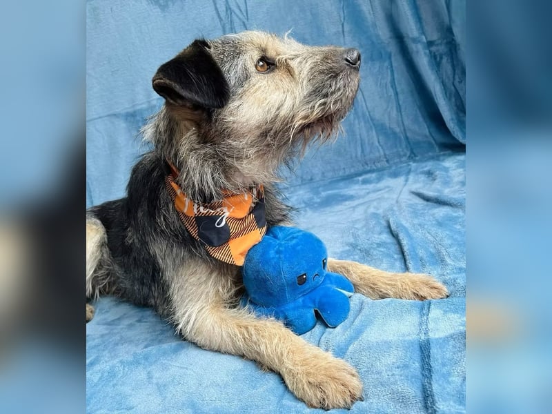 Rafi - Toller Begleiter sucht seine Menschen!