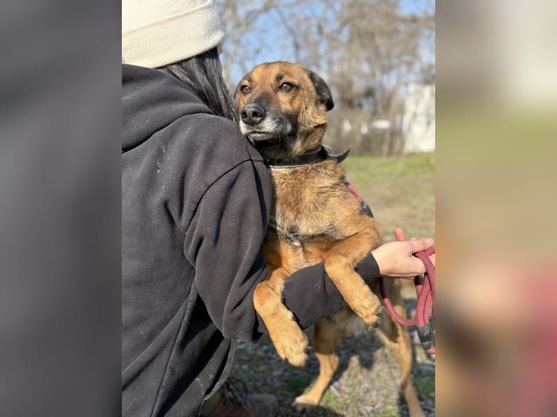 Marlon -Freundlicher, menschenbezogener & aktiver Rüde