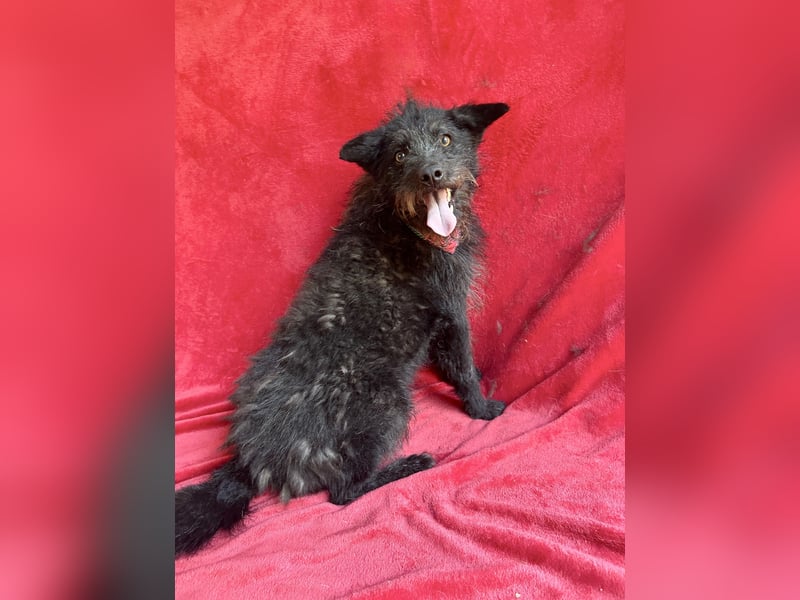 Birs - Fröhlicher Kuschelhund, der seine zweite Chance so sehr verdient hat!