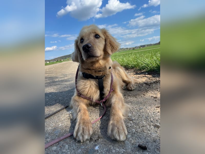 Chopper - selbstbewusster Goldie-Mix sucht seine Familie *in 86685 Huisheim*