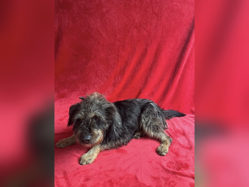 Benji- Freundlicher, ruhiger Rüde - rundum verträglich