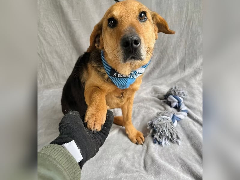 Toby - Sanfte Seele sucht liebevolles Zuhause!