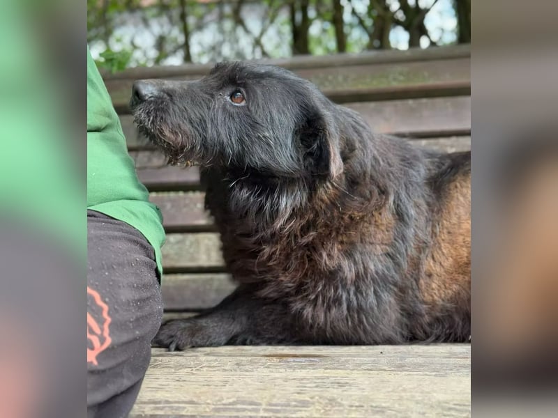 ARNY - Ein leiser, sanfter Rüde auf der Suche nach einem sicheren Platz im Leben.