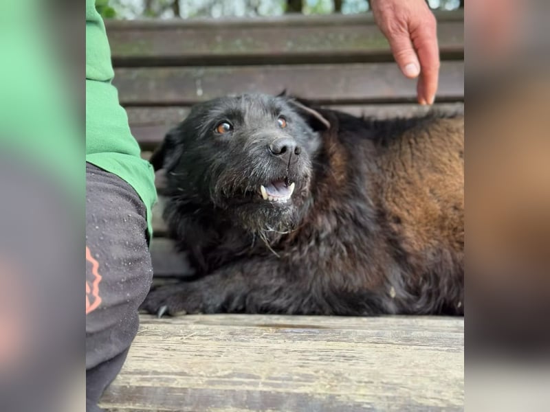 ARNY - Ein leiser, sanfter Rüde auf der Suche nach einem sicheren Platz im Leben.