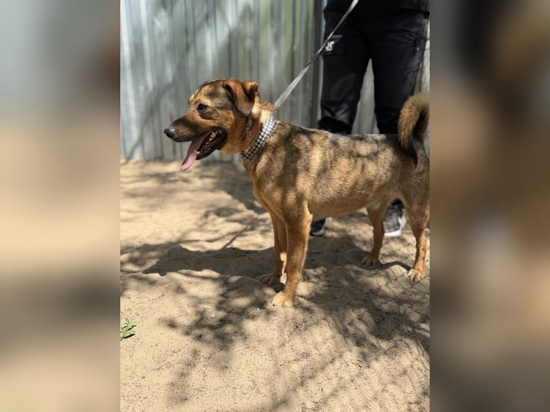 Prometeusz Sensibler Hund sucht Menschen mit Geduld und Herz