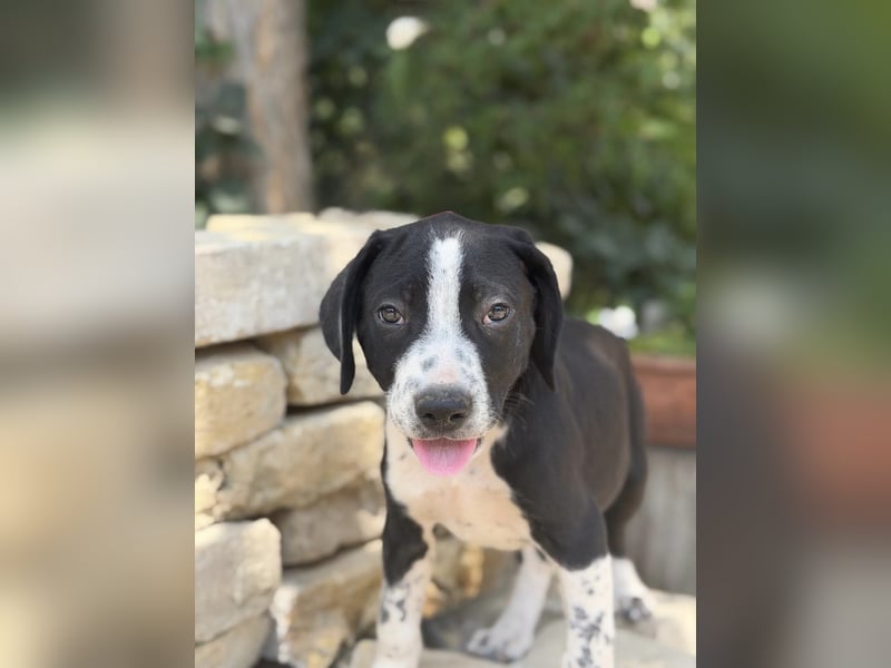 Onyx Fröhlicher kleiner Welpe sucht sein Für-Immer-Zuhause!