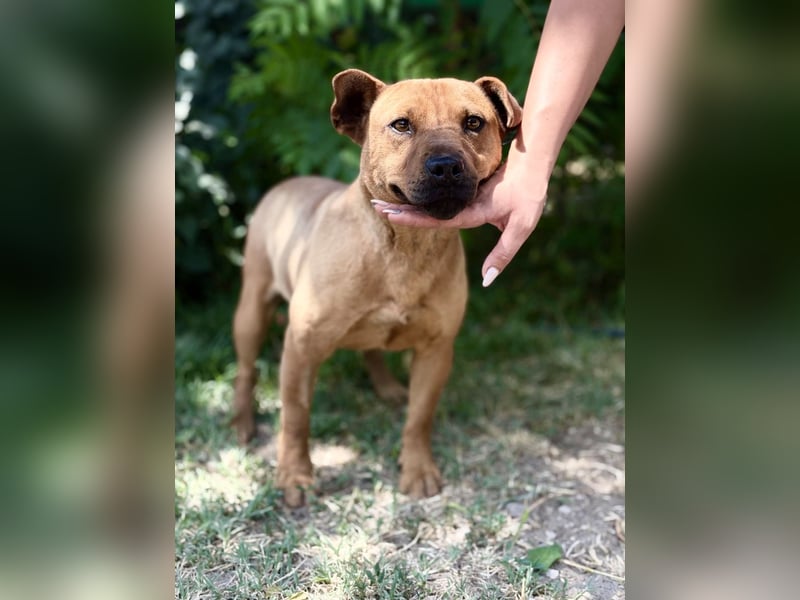 Bandi - Fröhlicher Herzenshund sucht sein Für-immer-Zuhause